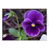 Pansies, card (Front Horizontal)