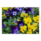 Pansies Cards (Front Horizontal)