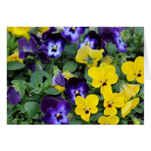 Pansies Cards (Front Horizontal)