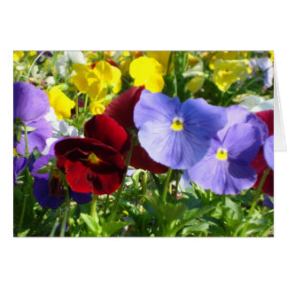 Pansies Cards