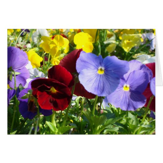 Pansies Cards (Front Horizontal)
