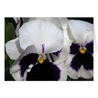 Pansies Cards
