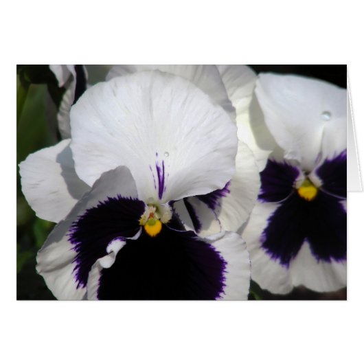 Pansies Cards (Front Horizontal)