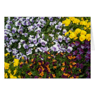 Pansies Cards