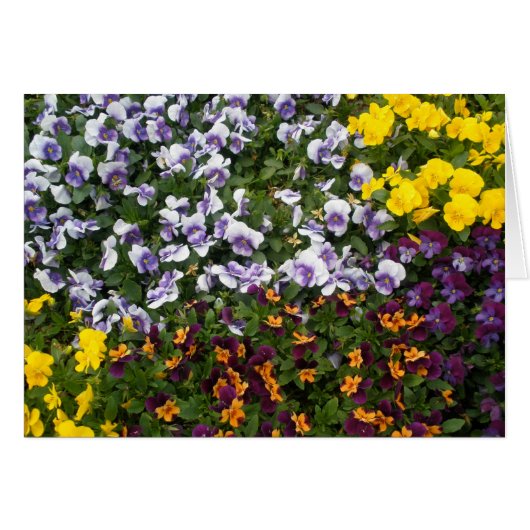Pansies Cards (Front Horizontal)