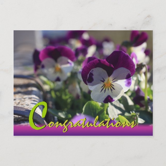 Pansies CC0474 Flower Celebration Postcard (Front)