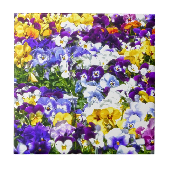 Pansies Ceramic Tile (Front)