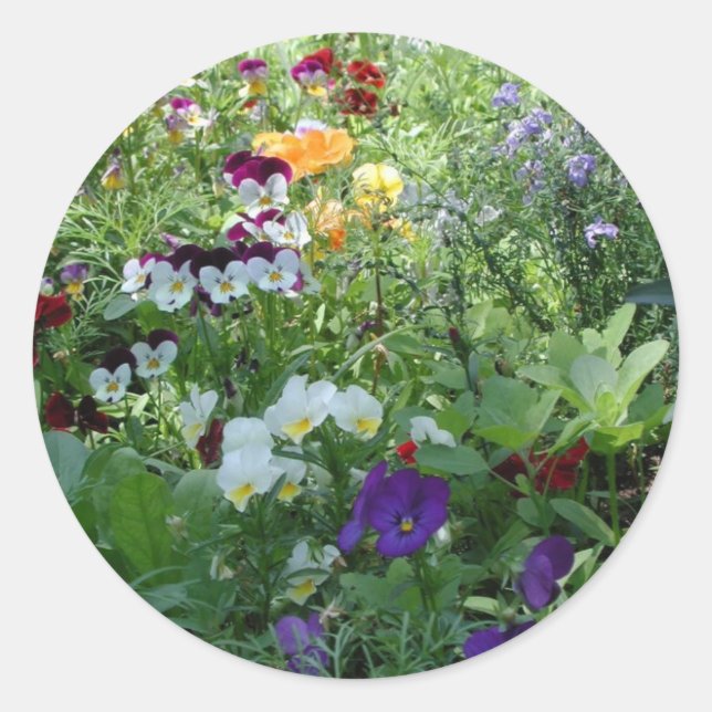 Pansies Classic Round Sticker (Front)