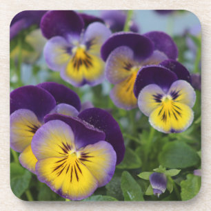 Pansies Coaster