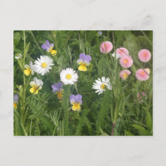 Pansies, Daisies & Pink Flowers DIY Postcard