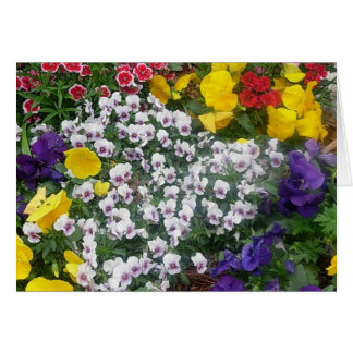 Pansies in the Spring Cards