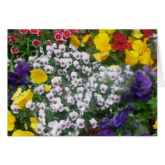 Pansies in the Spring Cards (Front Horizontal)