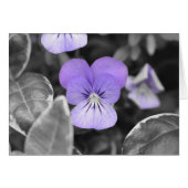 Pansies / Isolated Color (Front Horizontal)