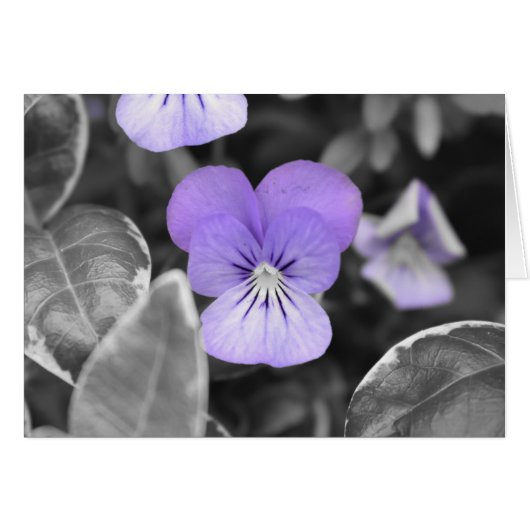 Pansies / Isolated Color (Front Horizontal)