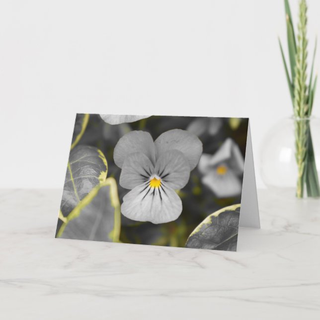 Pansies / Isolated Color Card (Front)