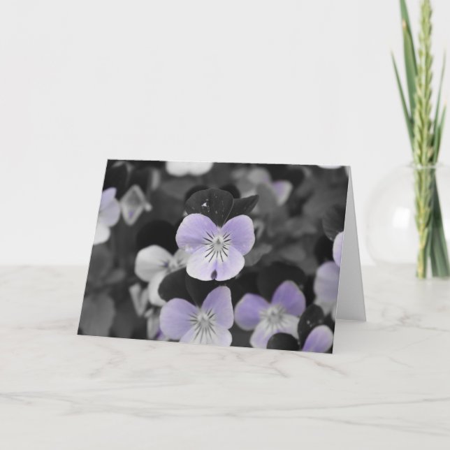 Pansies / Isolated Color Card (Front)