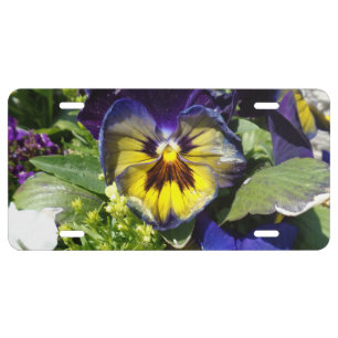 PANSIES! LICENSE PLATE
