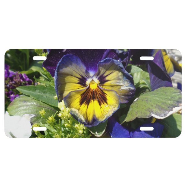 PANSIES! LICENSE PLATE (Front)