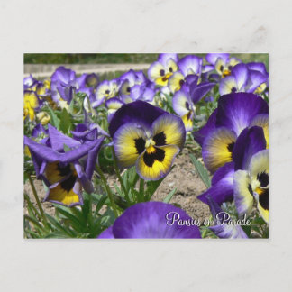 Pansies on Parade Postcard
