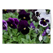 Pansies / painting, card (Front Horizontal)