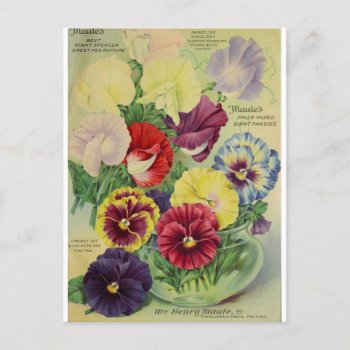 Pansies Pansy Flower Botanical Vintage Postcard by LittleLittleDesign at Zazzle