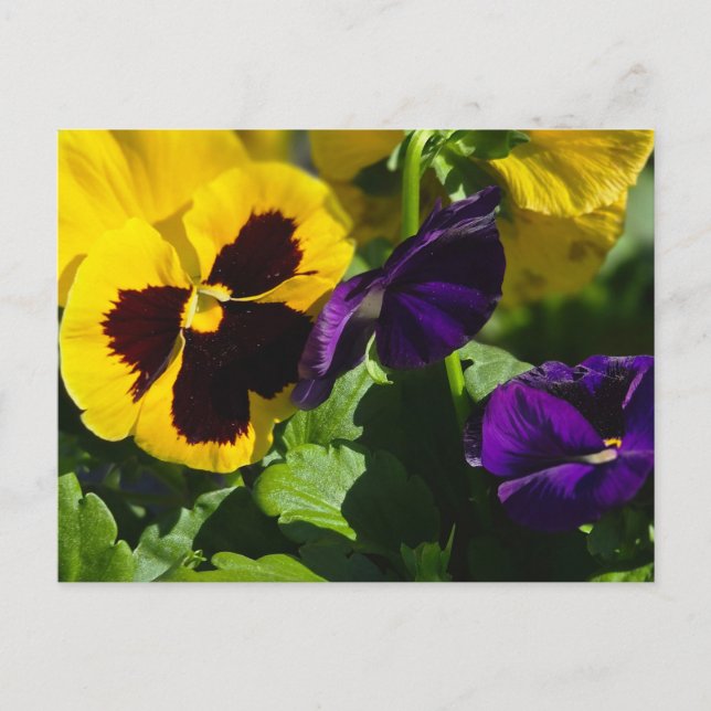 Pansies Postcard (Front)