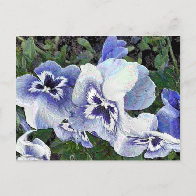 PANSIES POSTCARD (Front)