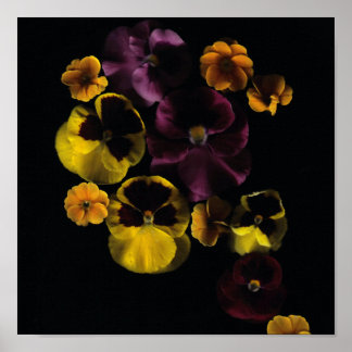 Pansies & Primroses Poster