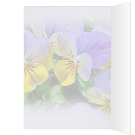 Pansies - Purple and Yellow - Congratulations (Inside (Left))