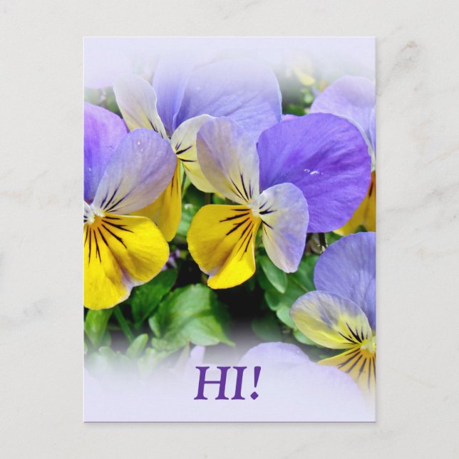 Pansies - Purple asnd Yellow Postcard (Front)