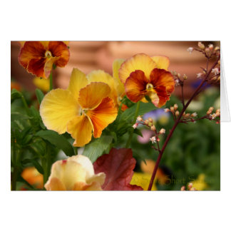 Pansy A-023 Cards