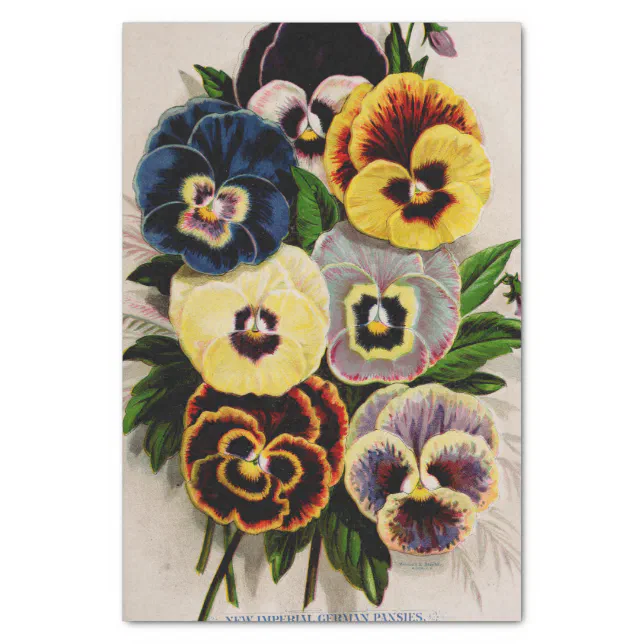 Pansy Antique German Varieties Garden Tissue Paper Zazzle