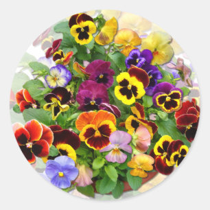 PANSY BEAUTY CLASSIC ROUND STICKER