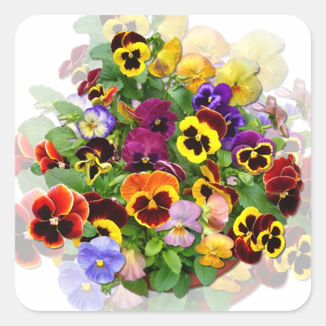 PANSY BEAUTY ~Square  Stickers (Front)