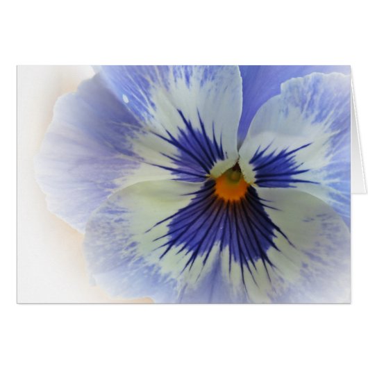 Pansy Blues Cards (Front Horizontal)