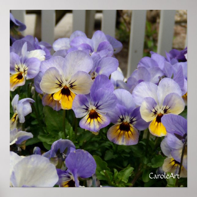 "Pansy Blues Fence" Art Poster (Front)