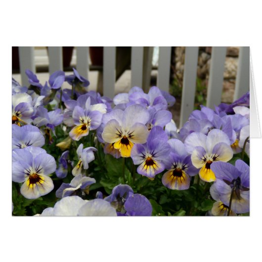 Pansy Blues Fence Cards (Front Horizontal)