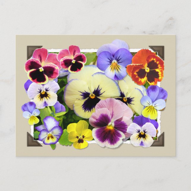 Pansy Delight Postcard (Front)