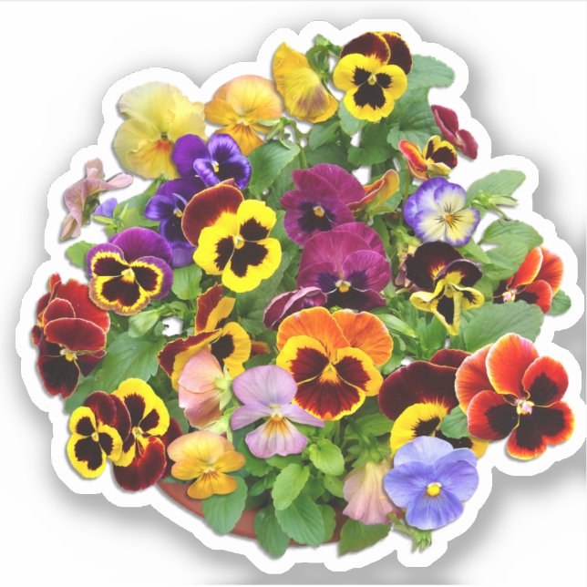 Pansy Display Custom-Cut Vinyl Sticker (Front)
