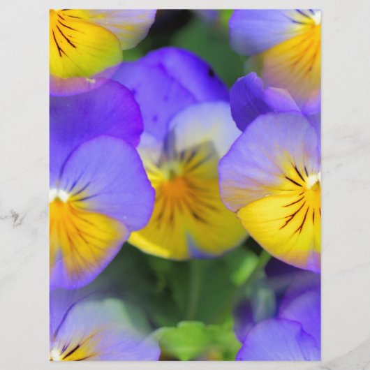 Pansy echos (Front)