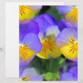 Pansy echos (Front/Back)
