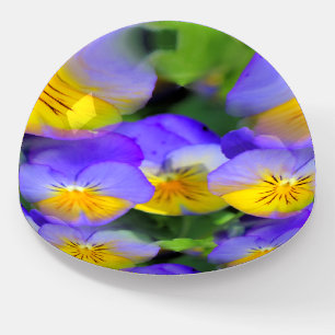 Pansy echos paperweight