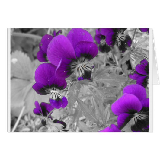 Pansy Effect Cards (Front Horizontal)