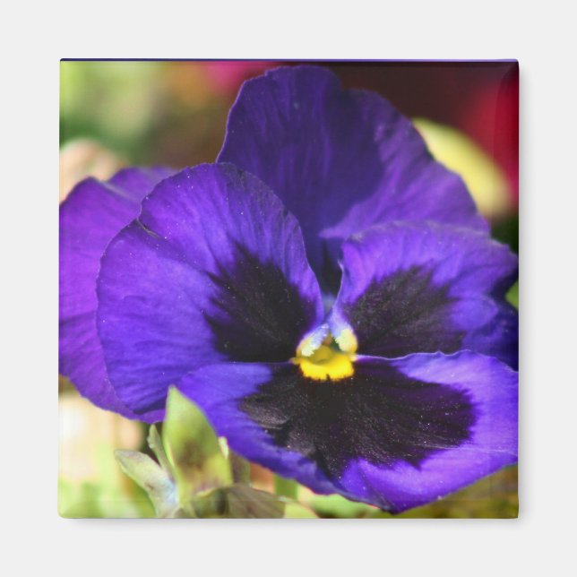 Pansy Flower  Magnet (Front)