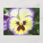 Pansy Flower Pictures Postcard