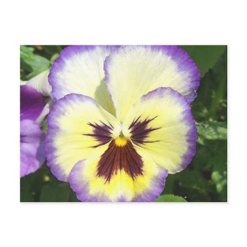 Pansy Flower Pictures Postcard