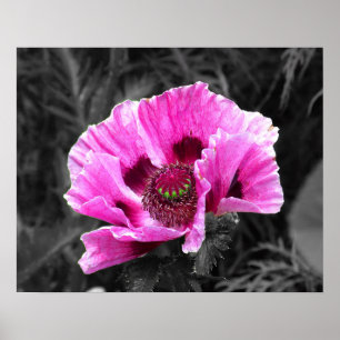 Pansy Flower Purple Color Pop Download and Poster