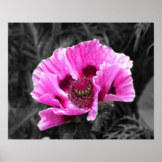 Pansy Flower Purple Color Pop Download and Poster (Front)