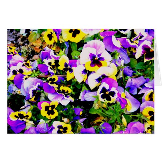 pansy flowers (Front Horizontal)