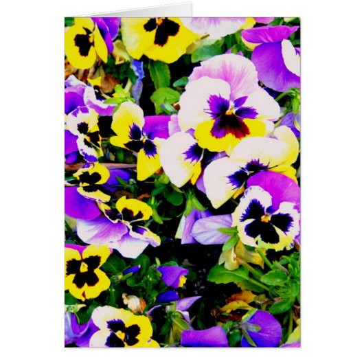 pansy flowers (Front)